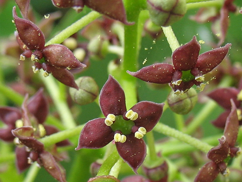 Image of Aucuba japonica specimen.
