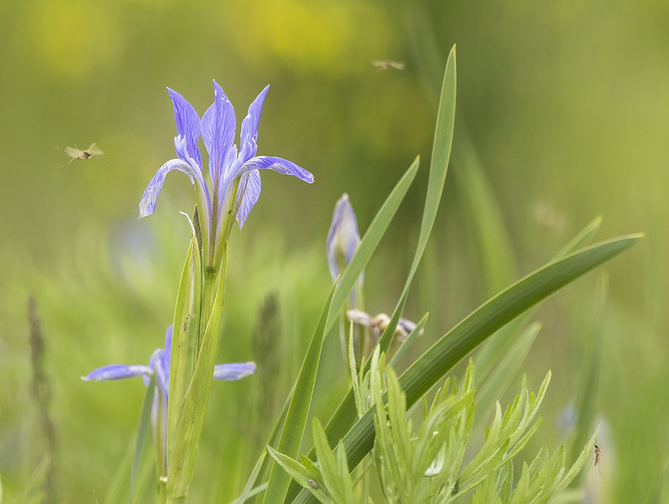 Изображение особи Iris oxypetala.