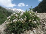 Astragalus tetrastichus