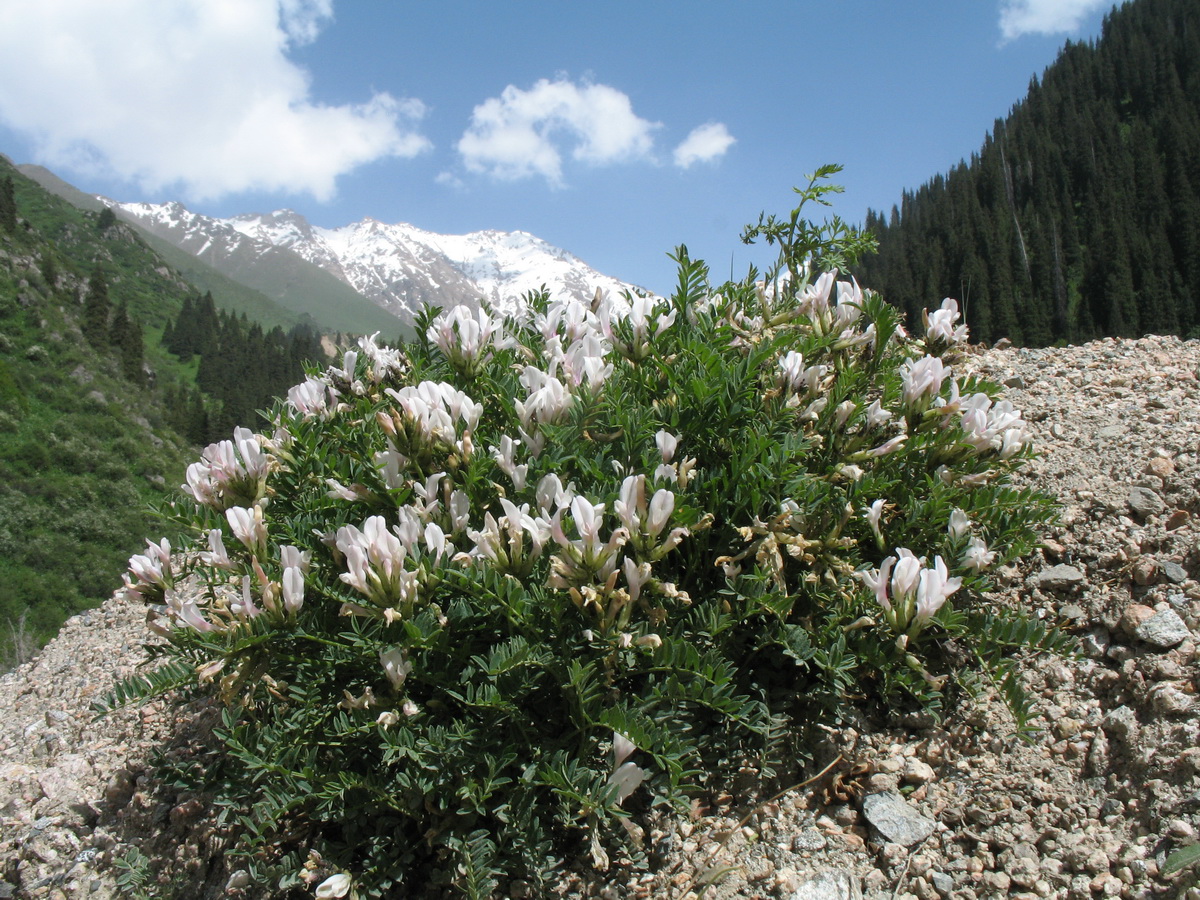 Изображение особи Astragalus tetrastichus.