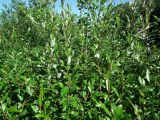 Salix phylicifolia. Молодые, активно вегетирующие ветви растения. Мурманск, мкр-н Росляково, во дворе. 27.06.2016.