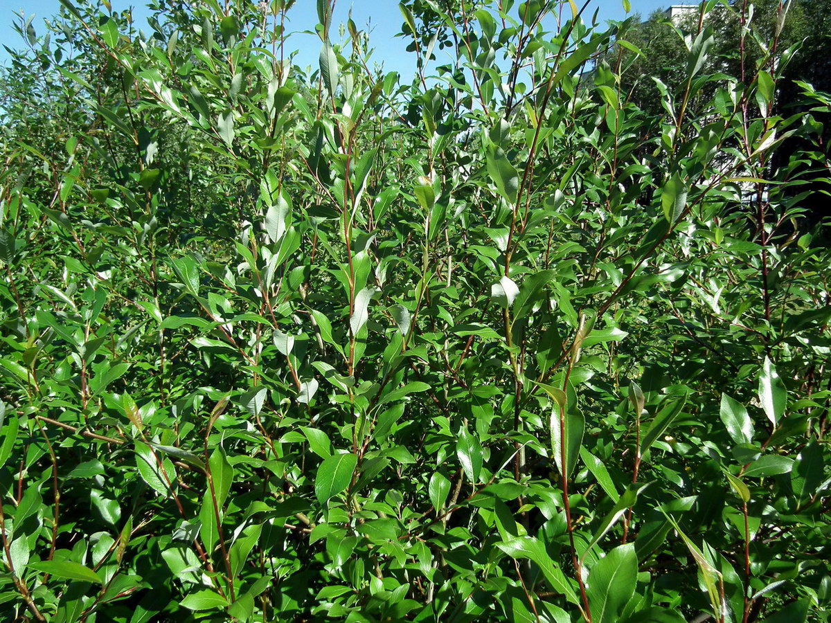 Изображение особи Salix phylicifolia.