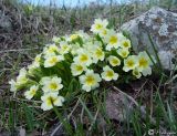 Primula vulgaris