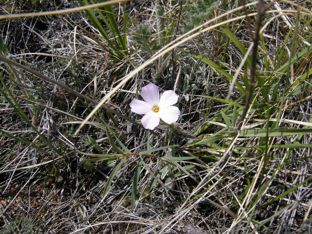 Image of Phlox sibirica specimen.
