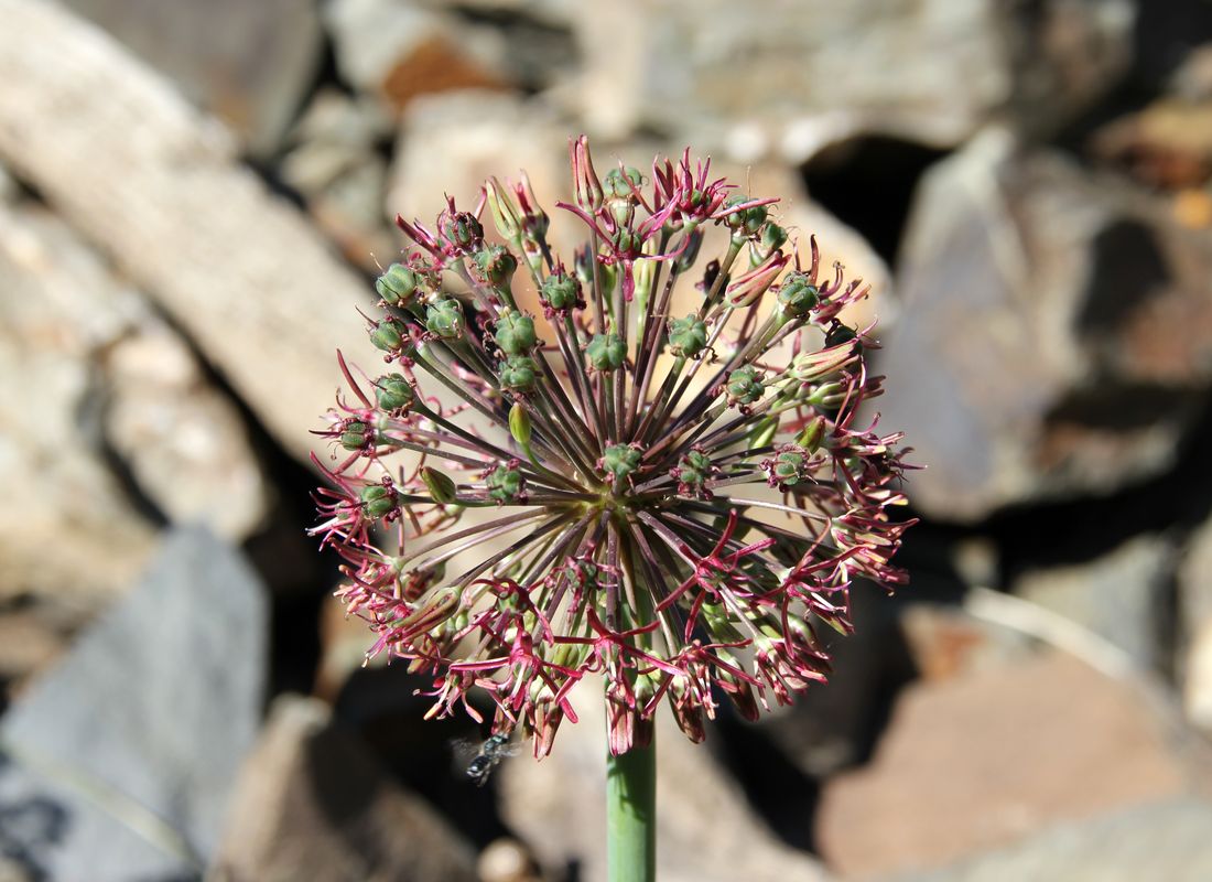 Изображение особи Allium taeniopetalum.