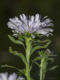 genus Symphyotrichum