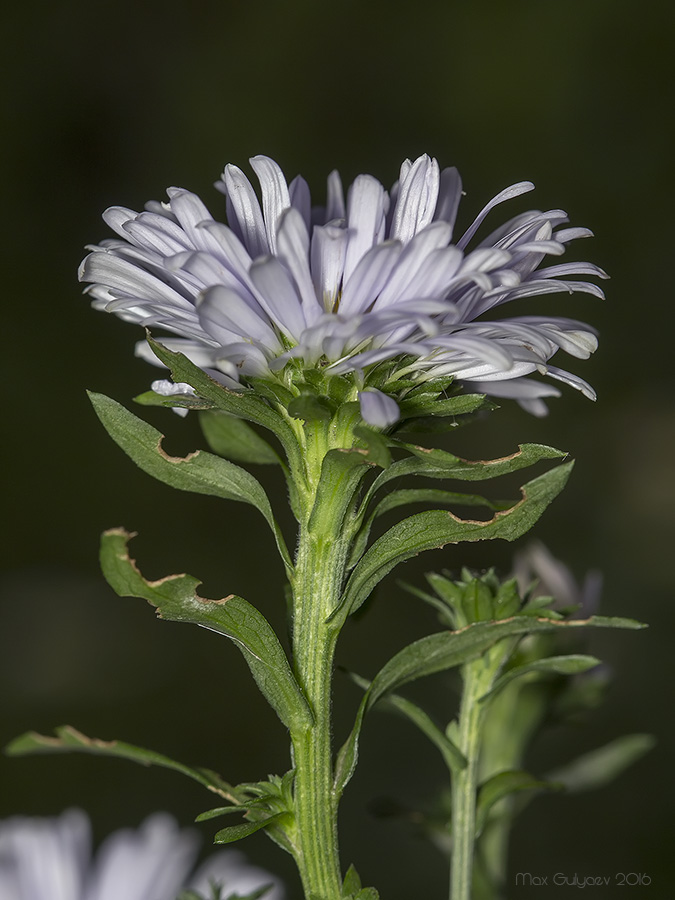 Image of genus Symphyotrichum specimen.