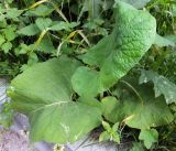 Arctium tomentosum. Прикорневые листья с минами. Мурманск, Жилстрой, обочина дороги. 22.07.2016.