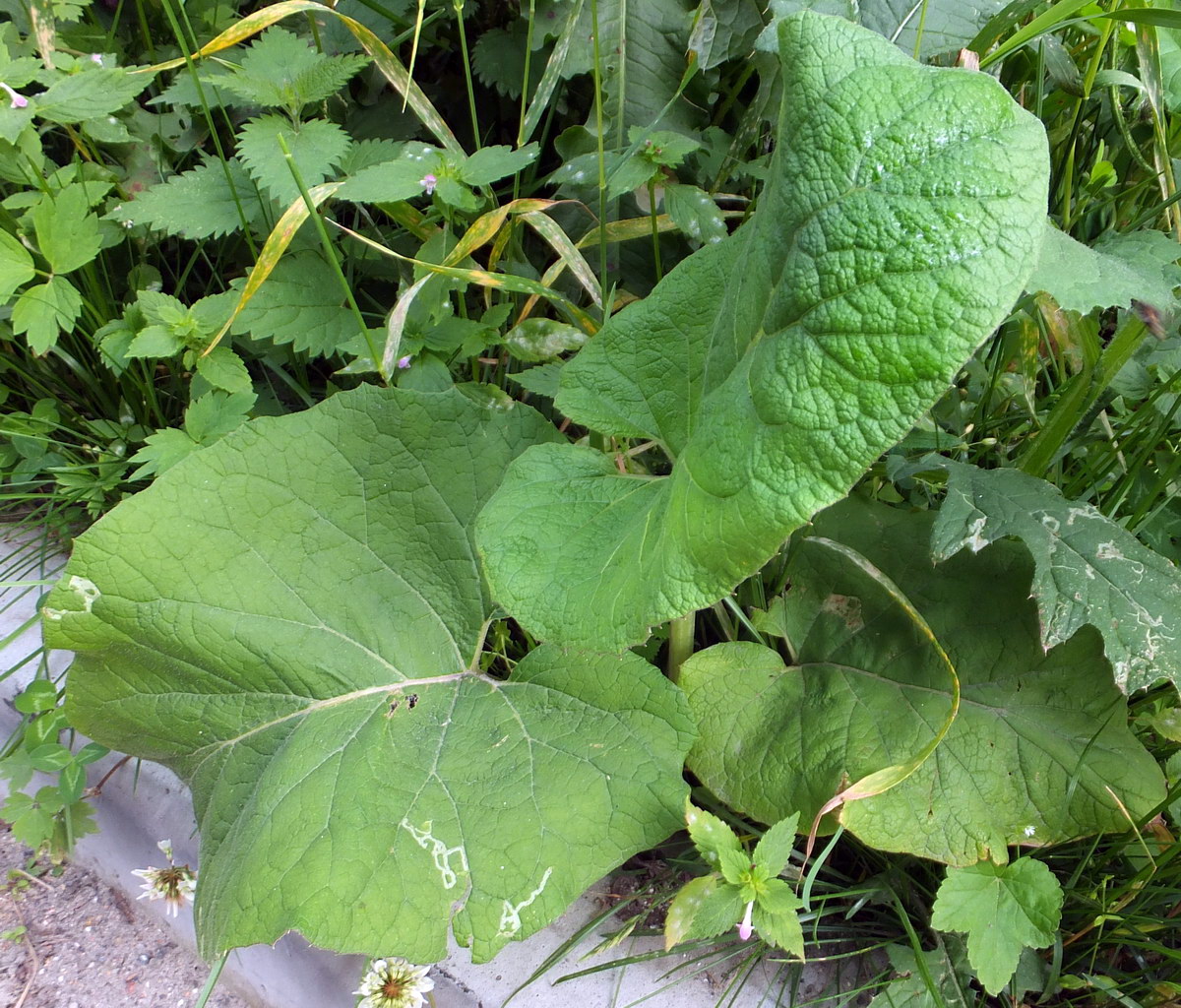 Image of Arctium tomentosum specimen.