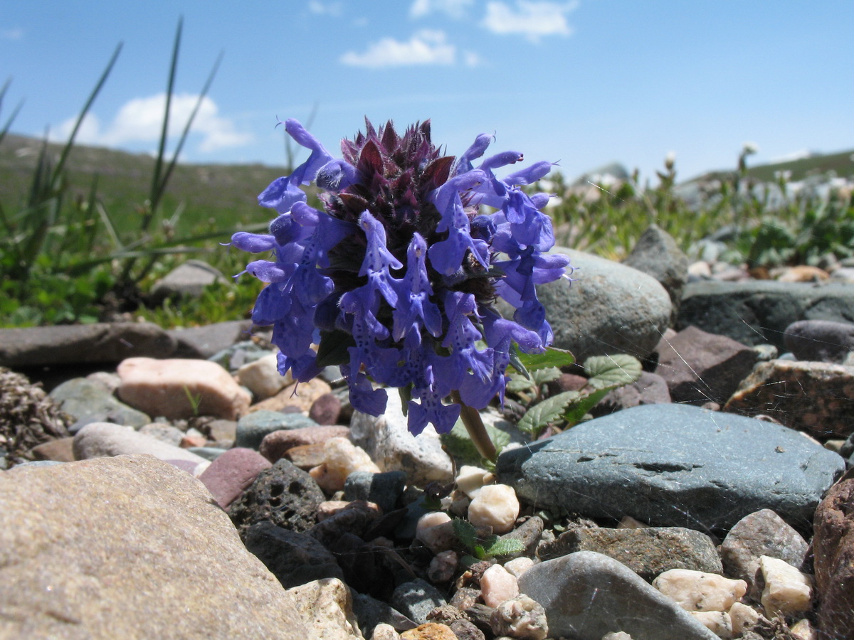 Image of Dracocephalum nutans var. alpinum specimen.