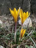 Crocus angustifolius