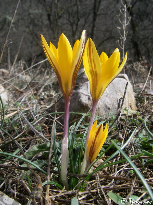 Изображение особи Crocus angustifolius.