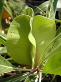 Oenothera macrocarpa