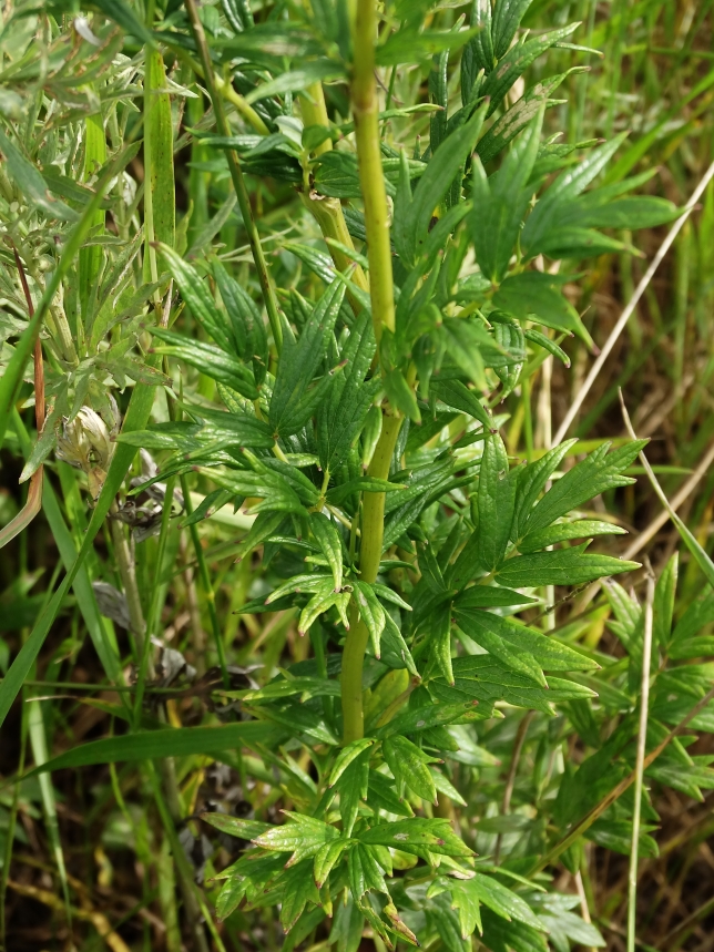 Image of Thalictrum amurense specimen.