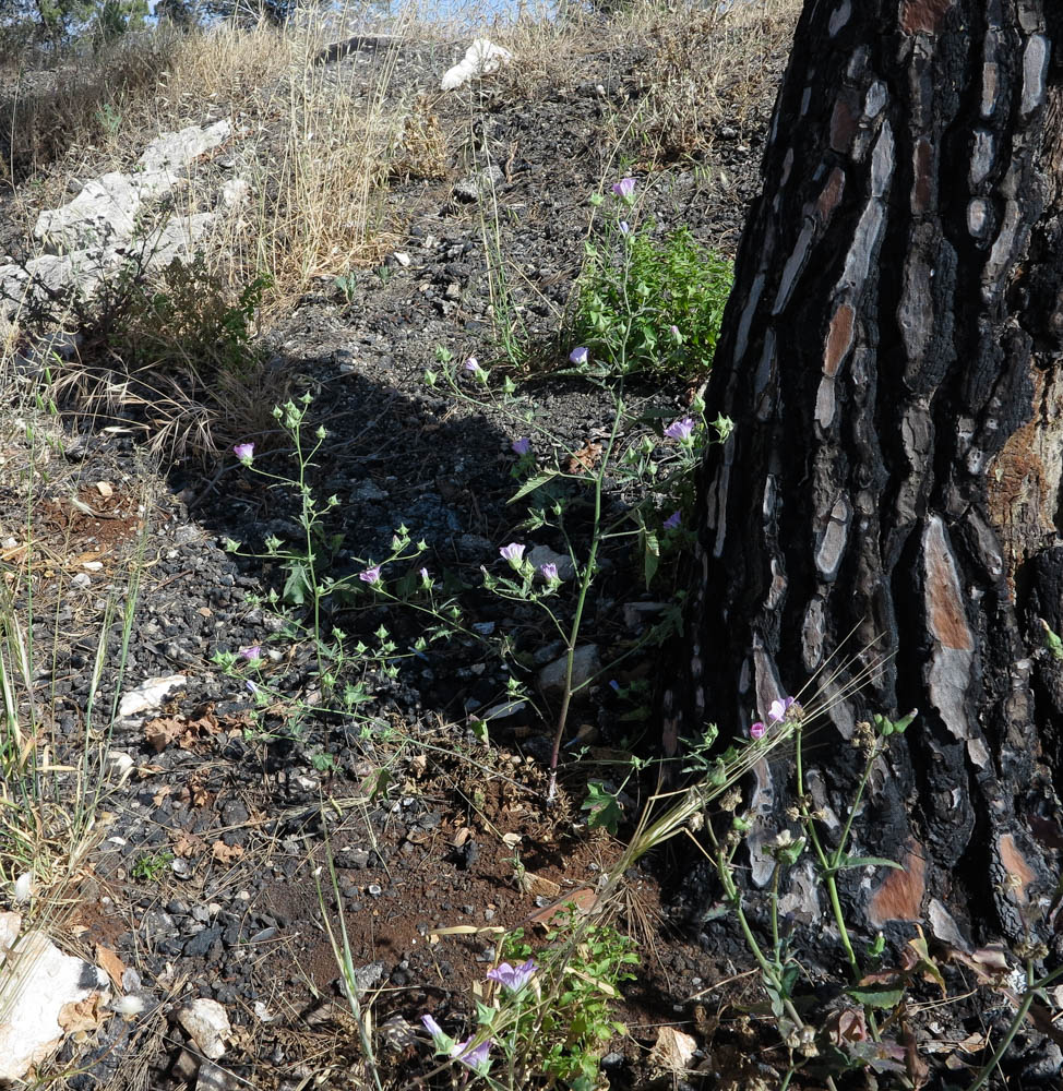 Image of Malva punctata specimen.