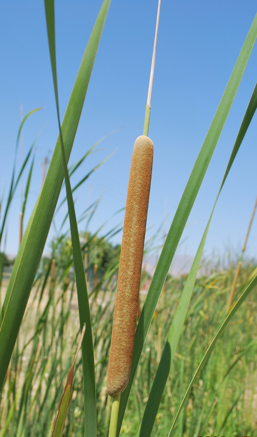 Изображение особи род Typha.