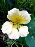 Tropaeolum majus. Цветок. Марий Эл, г. Йошкар-Ола, в культуре. 11.09.2016.