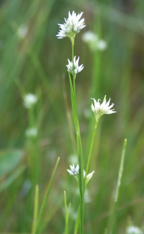 Изображение особи Rhynchospora alba.