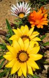 Gazania × hybrida