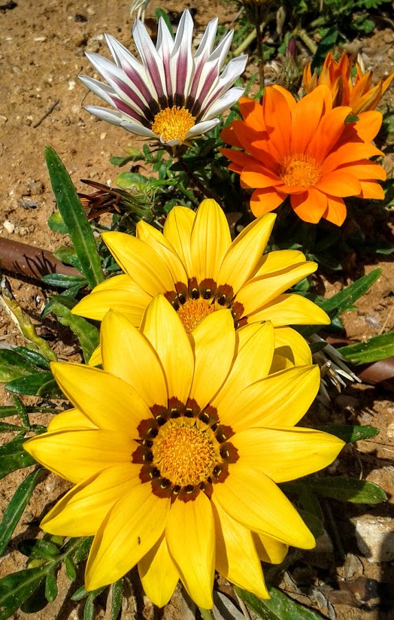 Image of Gazania &times; hybrida specimen.