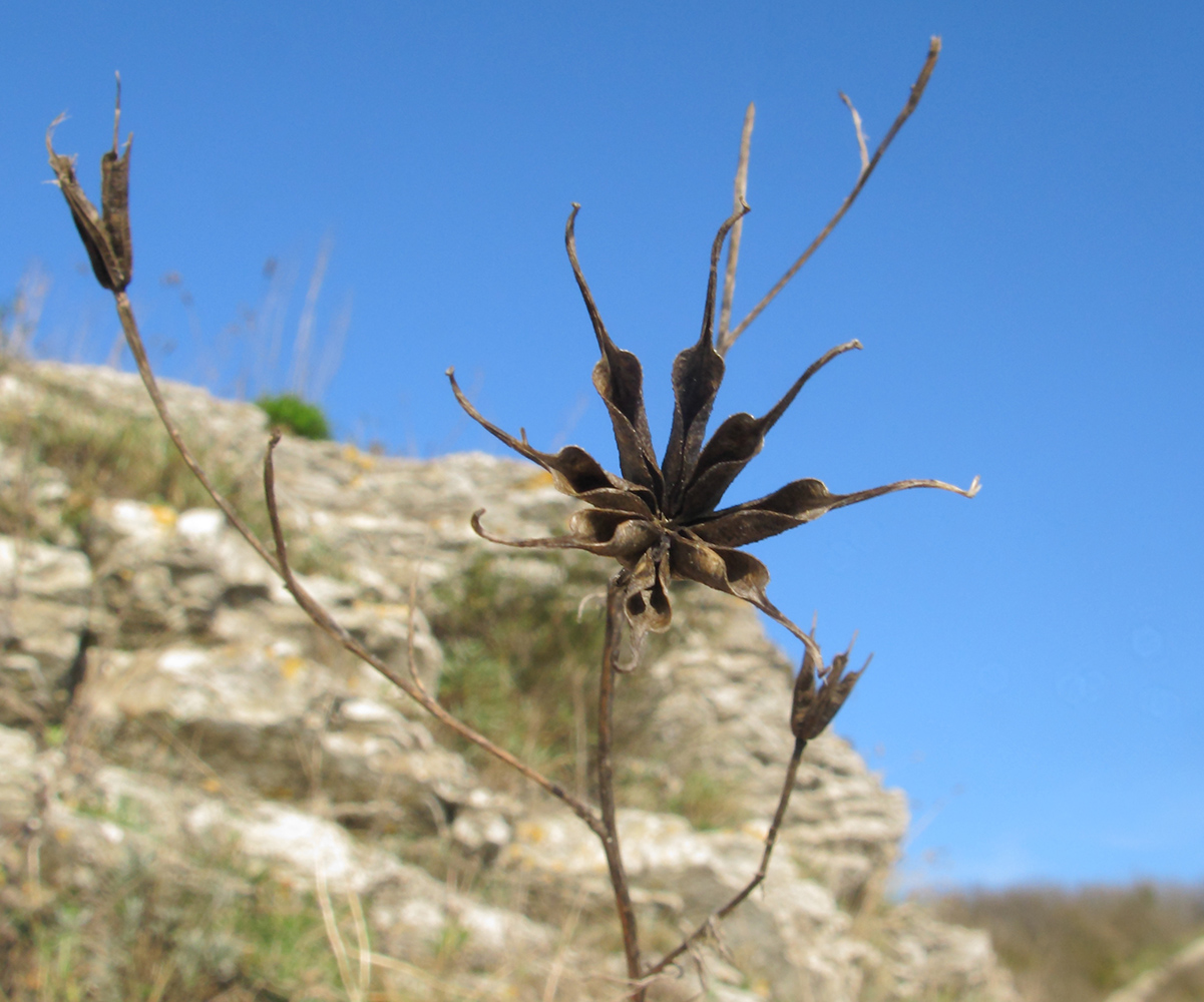 Изображение особи Nigella arvensis.