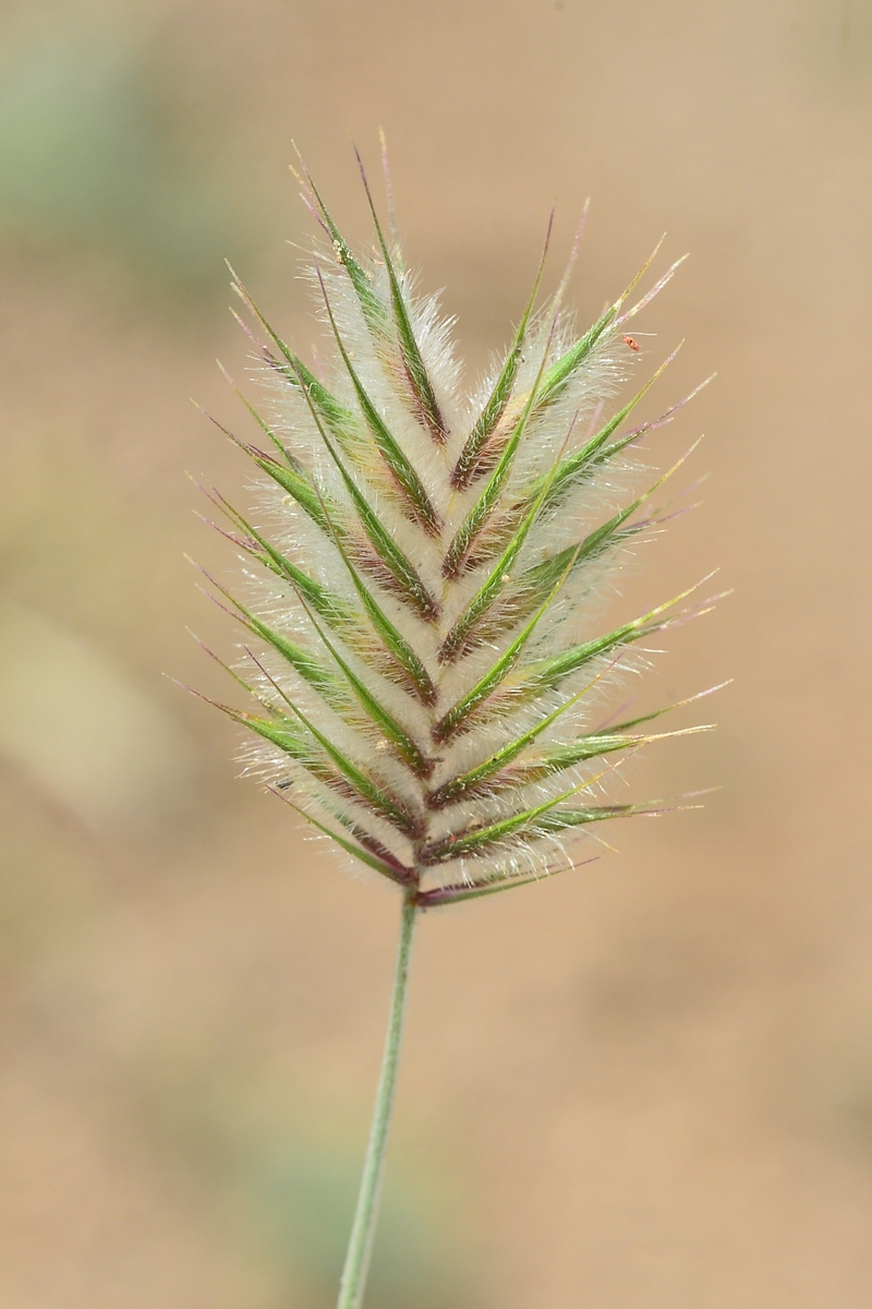 Image of Eremopyrum distans specimen.