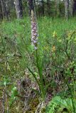 Gymnadenia conopsea