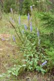 Veronica spicata. Цветущее и плодоносящее растение. Ленинградская обл., Лужский р-н, просека в сухом травяном сосняке. 02.08.2016.