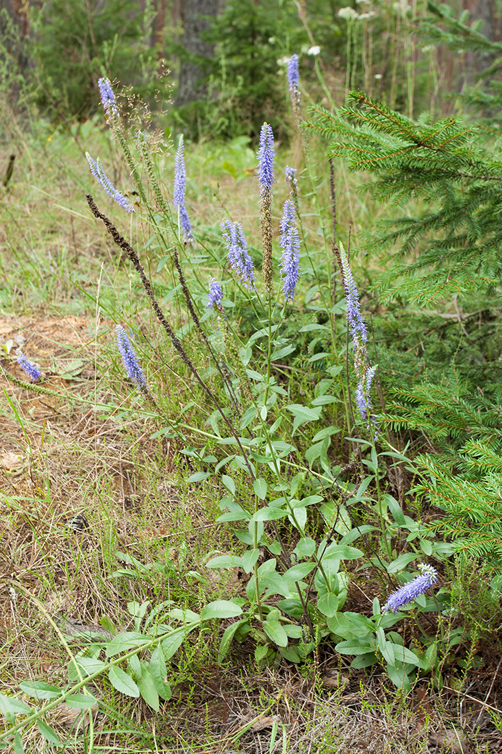 Image of Veronica spicata specimen.