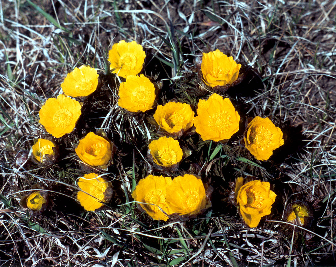 Image of Adonis vernalis specimen.