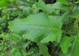 Rumex obtusifolius