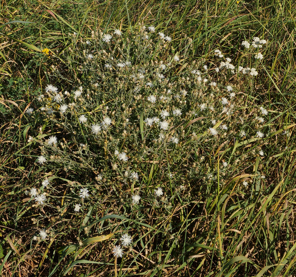 Image of Centaurea diffusa specimen.