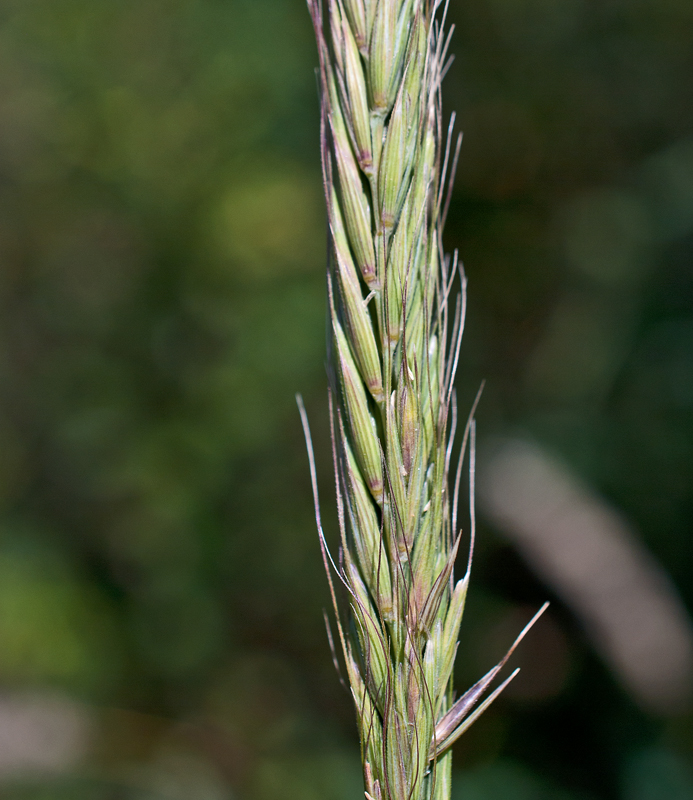 Изображение особи Elymus komarovii.