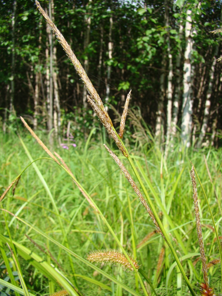 Image of Carex rhynchophysa specimen.