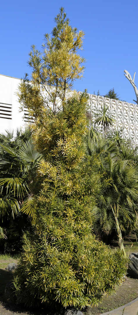 Image of Podocarpus macrophyllus specimen.