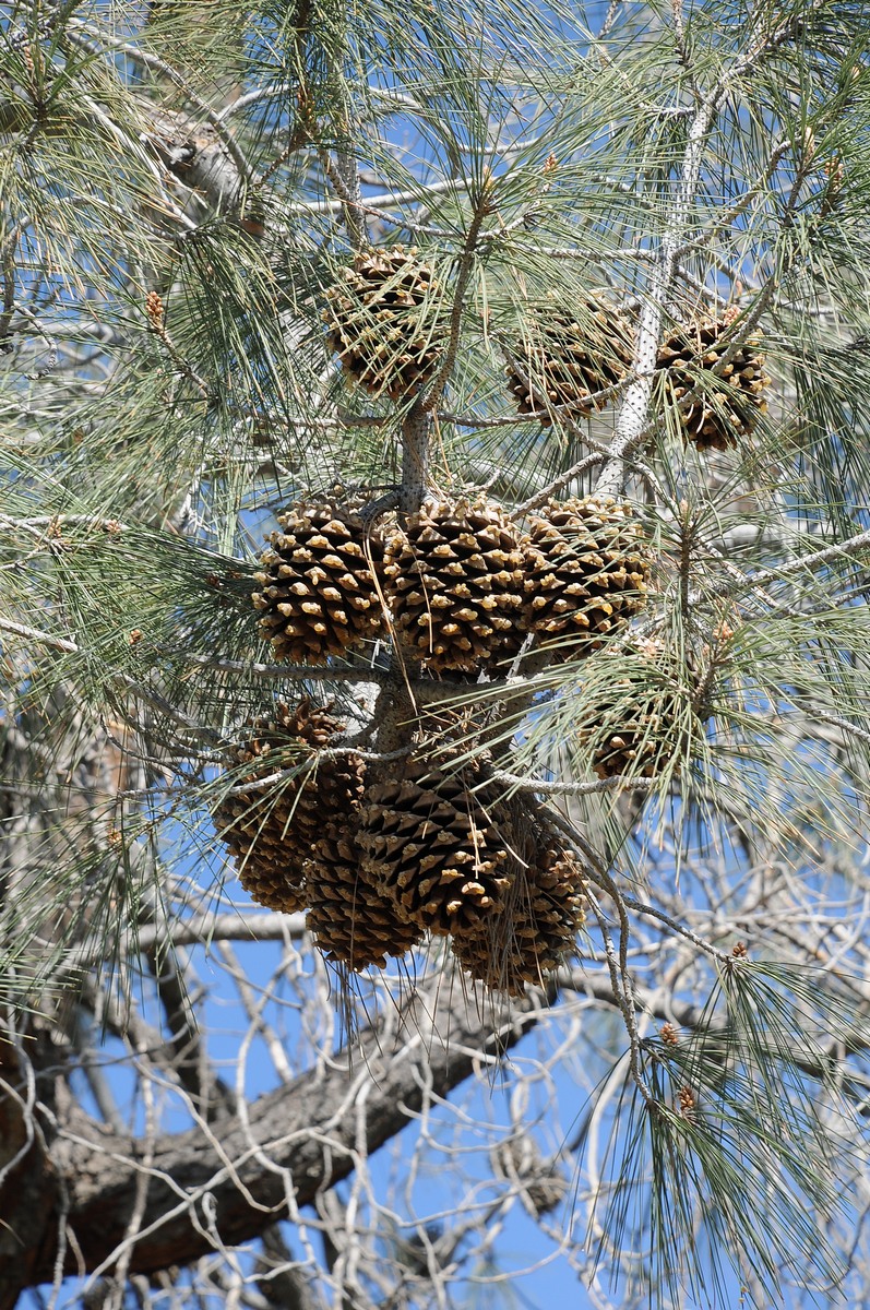 Изображение особи Pinus sabiniana.