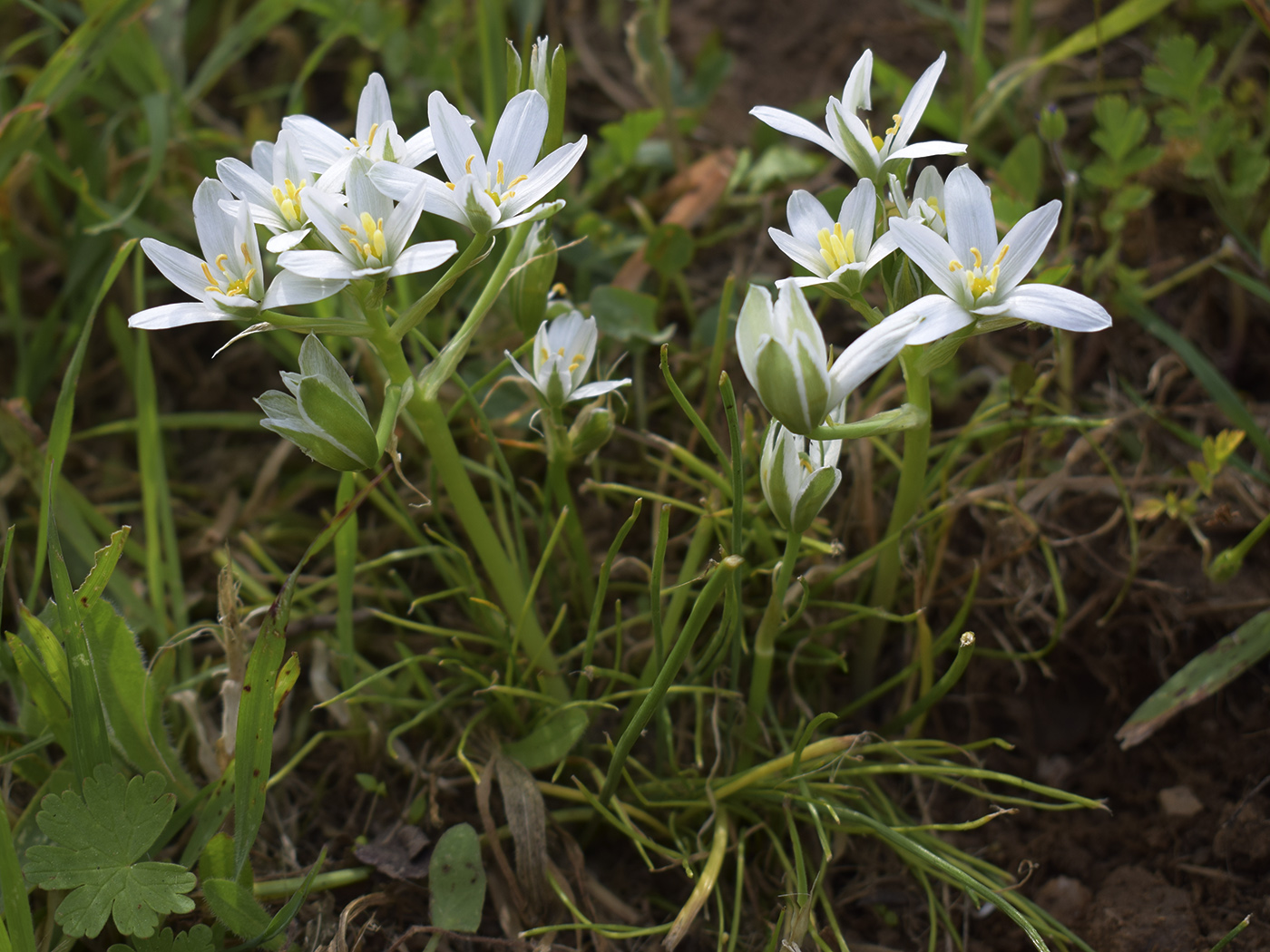 Изображение особи Ornithogalum divergens.