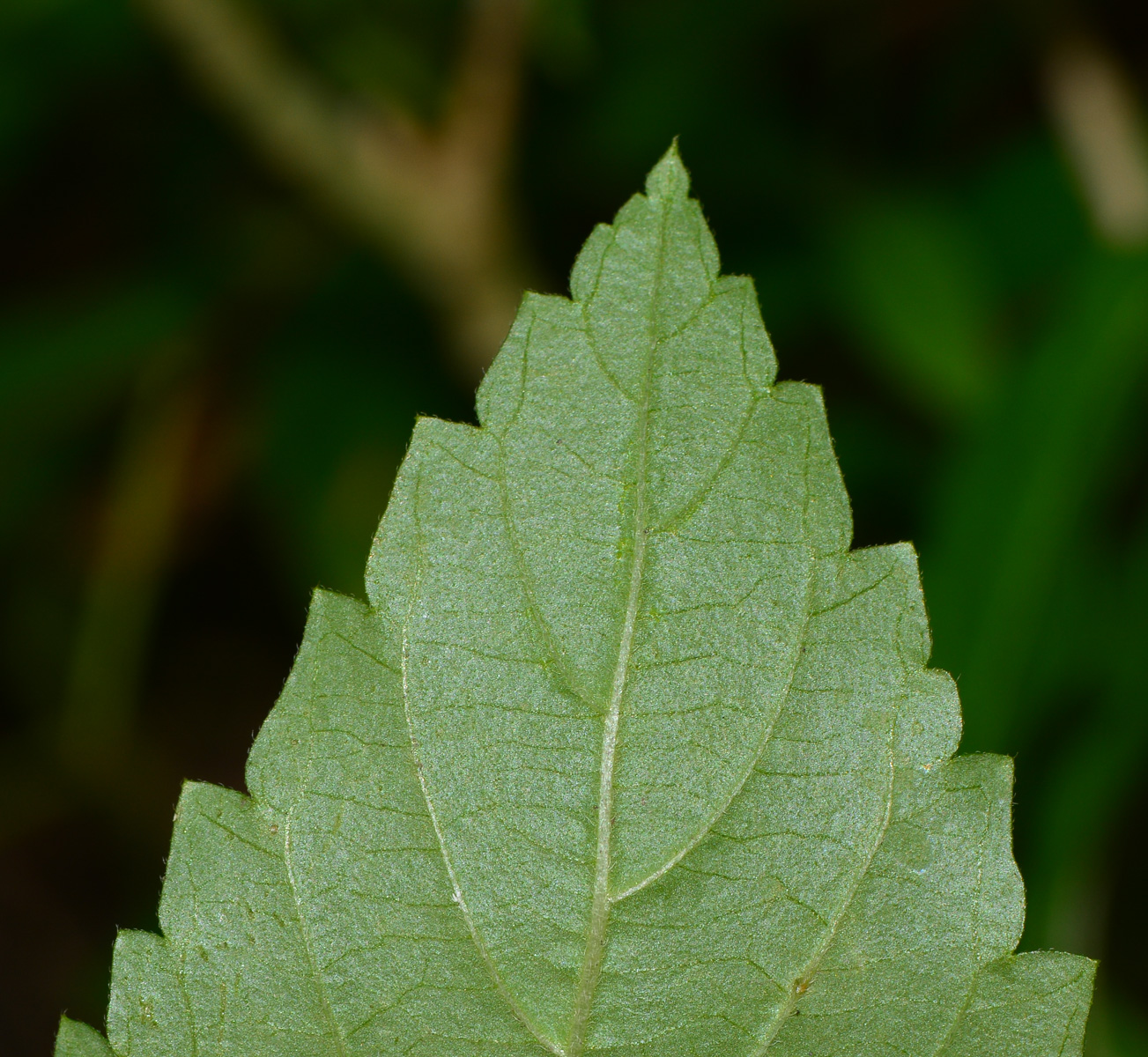Image of Turnera ulmifolia specimen.