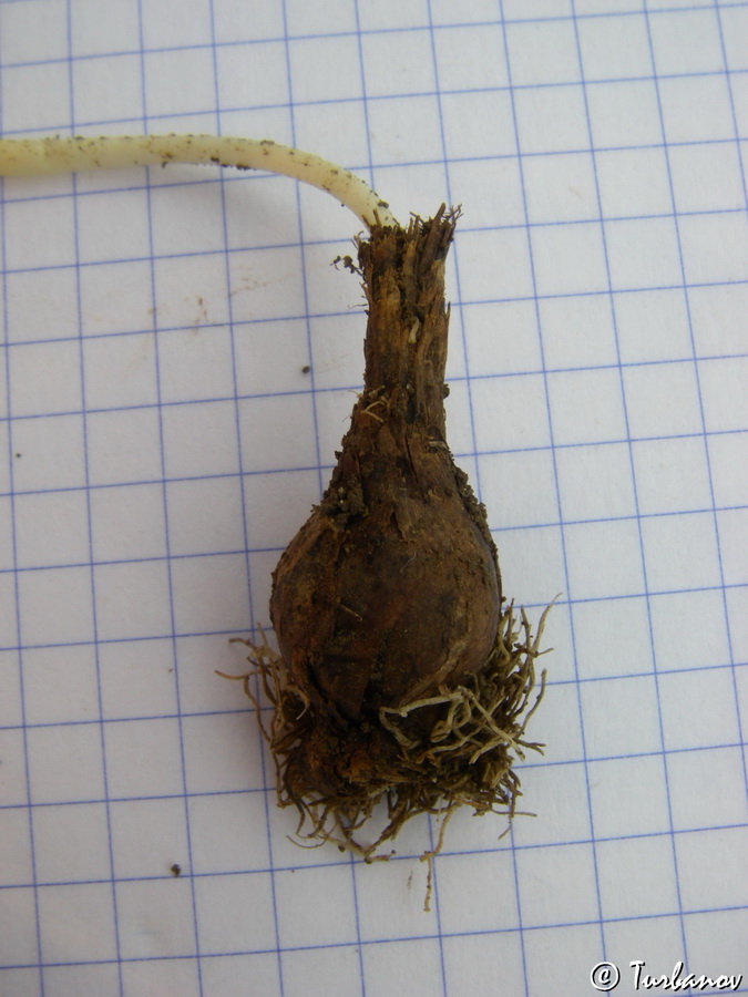 Image of Tulipa sylvestris specimen.