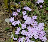 Phlox douglasii. Цветущие растения. Крым, Симферополь, ботанический сад университета. 16.04.2017.