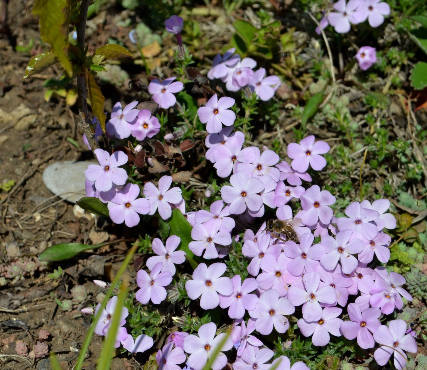 Изображение особи Phlox douglasii.