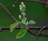 Amelanchier spicata