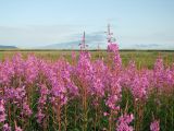 Chamaenerion angustifolium. Верхушки цветущих растений. Магаданская обл., Ольский р-н, окр. пос. Армань, приморские луга. 06.08.2015.