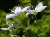 Veronica filiformis. Цветки. Москва, Воронцовский парк, лужайка в дубовой роще. 15.05.2017.
