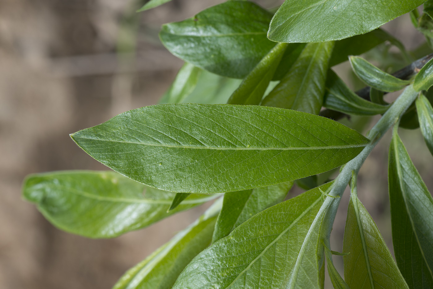 Image of Salix gmelinii specimen.