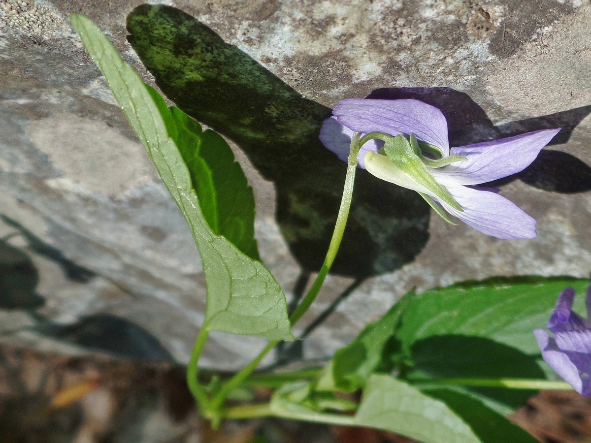 Image of genus Viola specimen.