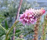 Myricaria bracteata