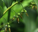 Polygonatum multiflorum