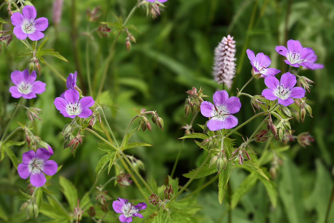 Изображение особи Geranium sylvaticum.