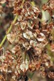 Rumex tianschanicus